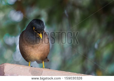 Common Myna or Indian Myna seen at Lodi Gardens in New Delhi India.