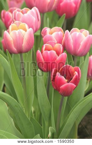 Reihe von Frühling Tulpen