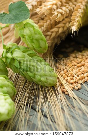 Green hops malt ears of barley and wheat ingredients to make beer and bread agricultural background
