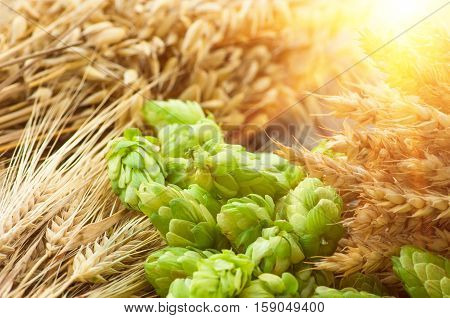 Green hops malt ears of barley and wheat ingredients to make beer and bread agricultural background