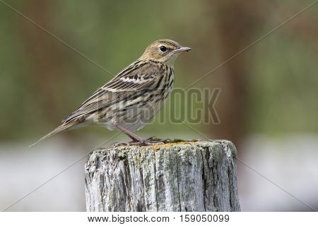 Siberian Pipit sitting on a wooden post summer day
