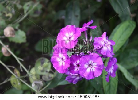 Garden phlox perennial phlox flowers in the summer garden