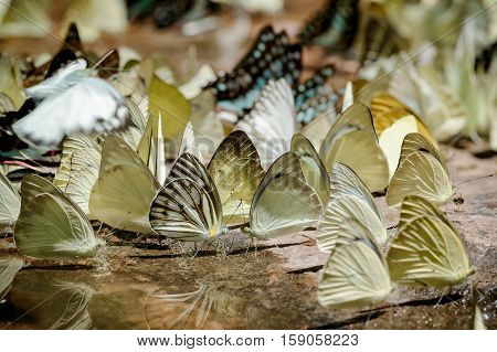 Butterfly diversity Many butterfly species in national park