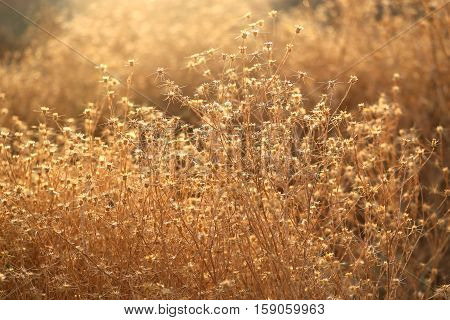 Photos unusual bright sunlit spikes in Cappadocia
