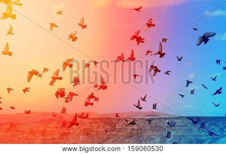 Photos flock of pigeons flying over unusual mountains in Turkey
