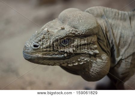 Rhinoceros iguana (Cyclura cornuta), also known as the Goliath dragon.