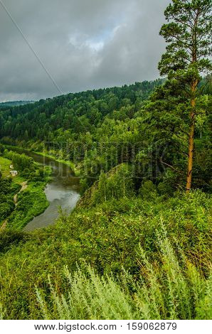 Thick Fog Covered With Thick Coniferous Forest. Forest With A Bird's Eye View . Coniferous Trees, Th