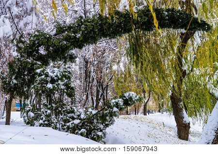 winter landscape trees covered with snow, the force of nature wind