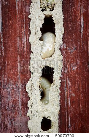 Wood worm nest close up macro larvae maggots damaged furniture