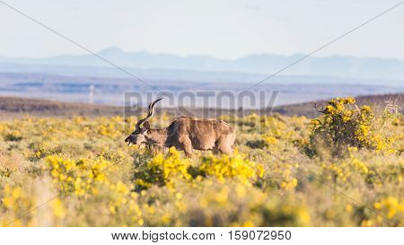 Red Hartebeest Walking In The Bush. Wildlife Safari In The Karoo National Park, Travel Destination I