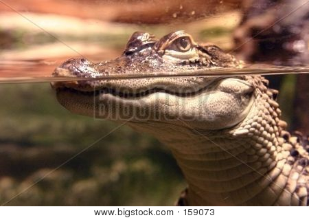 Aligator