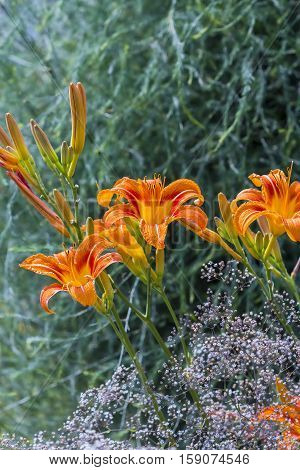 Red day-Lily ( lat. Hemerocallis fulva ). Flowers closeup