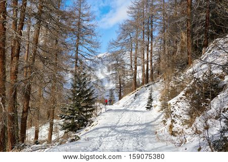 Road in the winter forest. near Guarda Village,  Lower Engadine, Graubunden; Switzerland