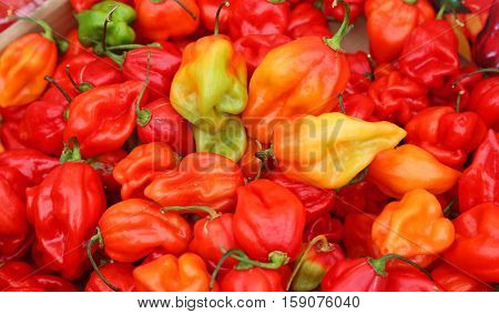 Spicy Red Habanero Peppers