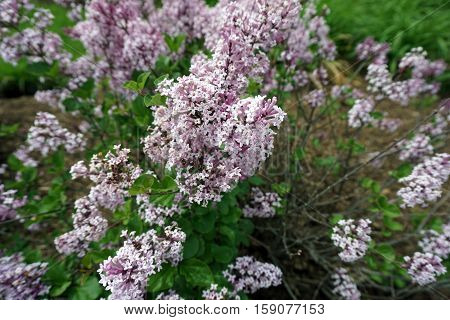 Dwarf Korean lilacs (Syringa meyeri 'Palibin') bloom in a flower garden in Joliet, Illinois during May.