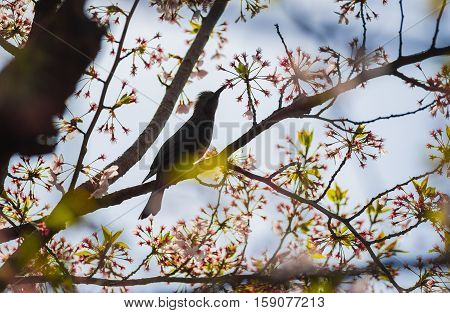 Silhouette Bird on Cherry BlossomTree in Japan