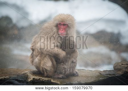 Monkey mother and baby Jigokudani Nagano Japan