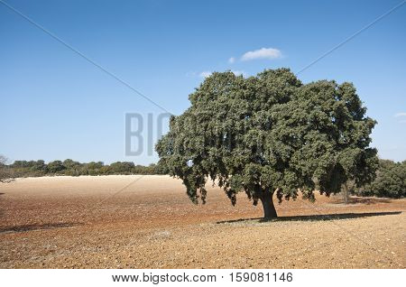 Dehesa in an agricultural landscape. Photo taken in Brea de Tajo, Madrid, Spain