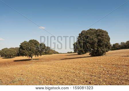 Dehesa in an agricultural landscape. Photo taken in Brea de Tajo, Madrid, Spain