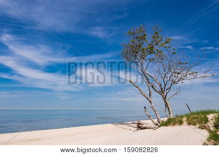 Tree on shore of the Baltic Sea.