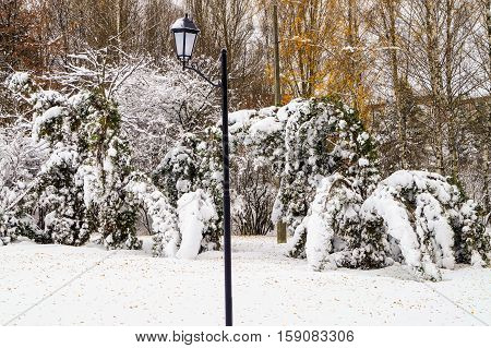 lantern winter landscape birch trees covered with snow in a Park contrast