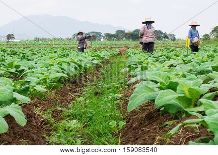 Chaingrai -november 29 : Unidentified Workers Are Shoveling Soil In Tobacco Field On November 29,201
