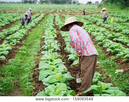 Chaingrai -november 29 : Unidentified Workers Are Shoveling Soil In Tobacco Field On November 29,201