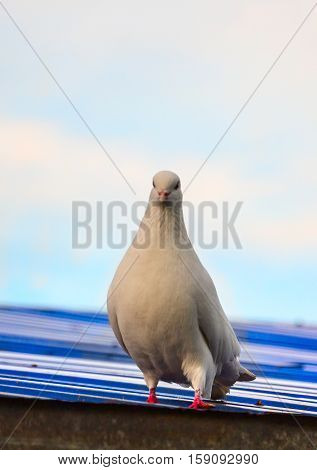 Beautiful white Pigeon sitting on a blue roof