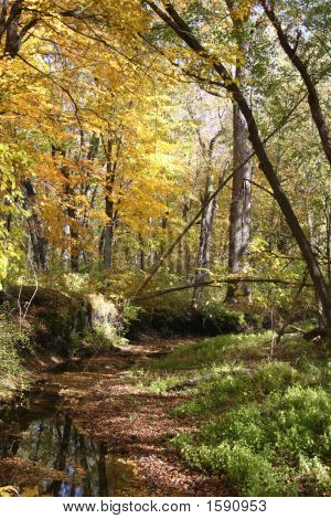 Fall Stream