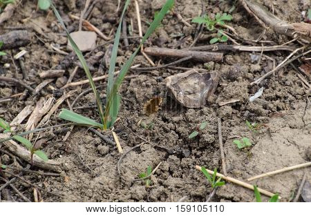 He Flies Bombyliidae Above The Ground In The Grass