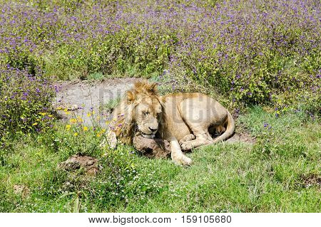 Young male lion resting on the grass in the savannah at Ngorongoro Crater, national park Tanzania.