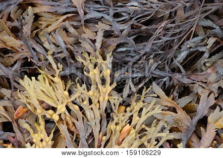 Bladder wrack, Fucus Vesiculosus and Serrated Wrack Fucus Serratus seaweed found on a UK beach.