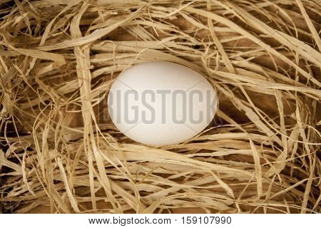 One beautiful white chicken eggs in hay