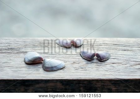 small shells with butterfly shape on table