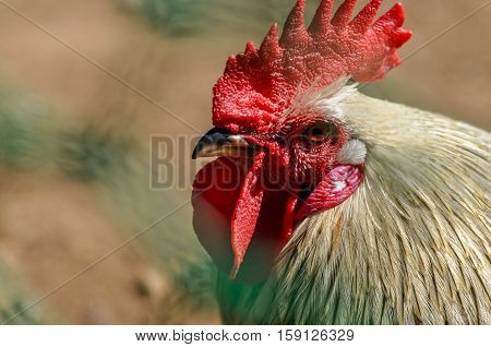 The head of the with a red comb close-up a symbol of 2017 on the Chinese calendar