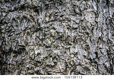 very old wood tree background vintage wall