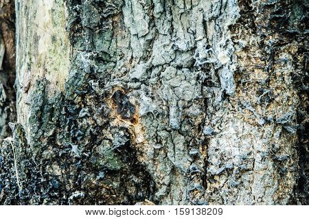 very old wood tree background vintage wall