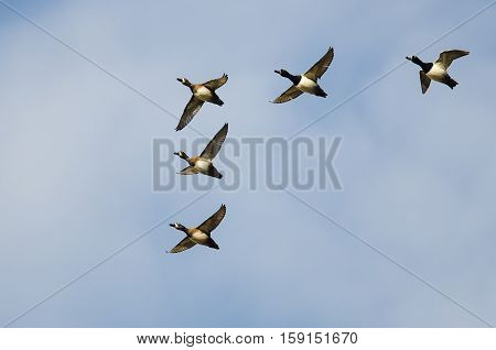 Flock of Ring-Necked Ducks Flying in a Blue Sky