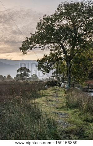 Beautiful Foggy Misty Autumn Sunrise Over Countryside Surrounding Crummock Water In Lake District In