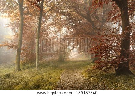 Stunning Colorful Vibrant Evocative Autumn Fall Foggy Forest Landscape