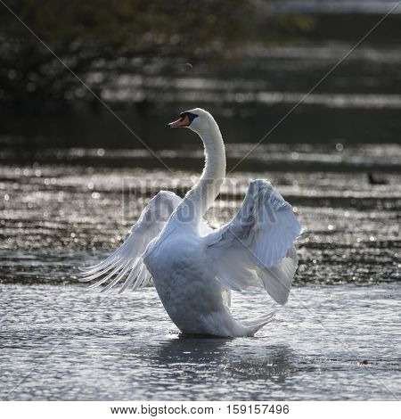 Graceful Beautiful Mute Swan Cygnus Olor Stretches It's Wings On Lake With Sun Behind