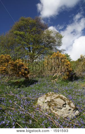 Hillside Of Blue And Yellow