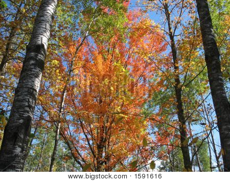 Couleurs d'automne