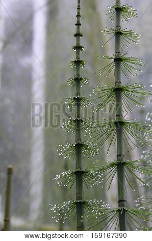 Water droplets stuck to the needles of a mare's tail.
