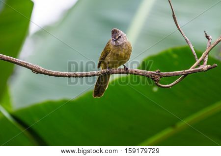 Flavescent Bulbul Species Perch On Branch