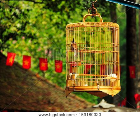 Bird in a cage hanging outside in nature in vietnam