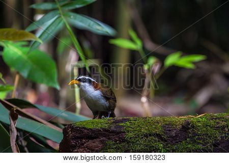 White-browed Scimitar-babbler In Nature