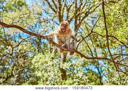 Barbary Apes In The Cedar Forest In Northern Morocco