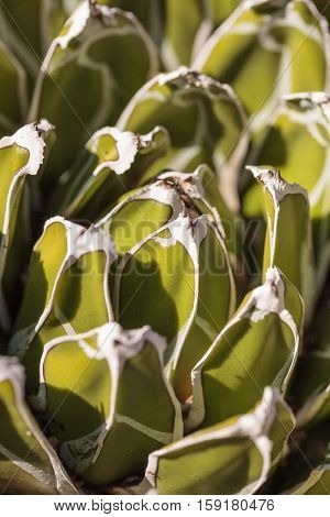 Green with white tipped Queen Victoria agave known scientifically as Agave victoria-reginae is found in the Mexican desert.
