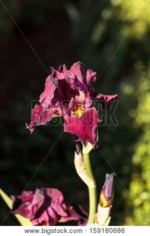 Deep blood red bearded iris also called Ida Red blooms in a botanical garden
